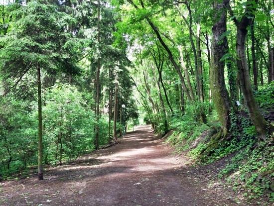 Running in Bratislava, horsky park