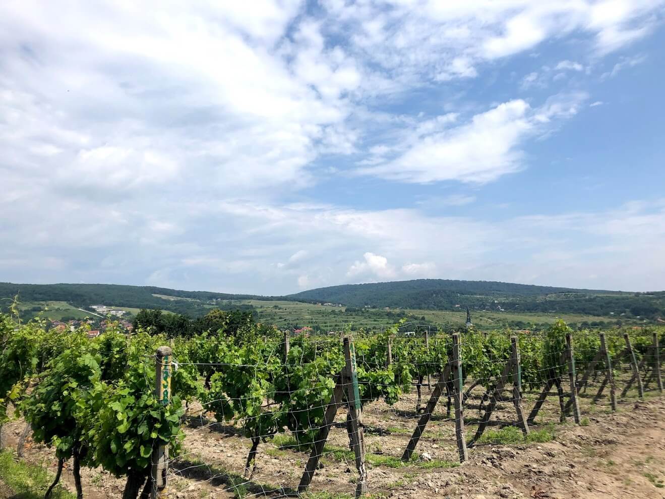 Exclusive Small Carpathian Wine Tour, Pezinok vineyards 
