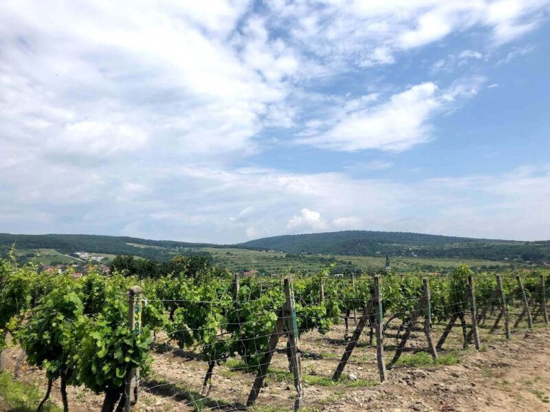 the vineyards of Small Carpathian Wine Route during Private Small Carpathian WIne Discovery Tour