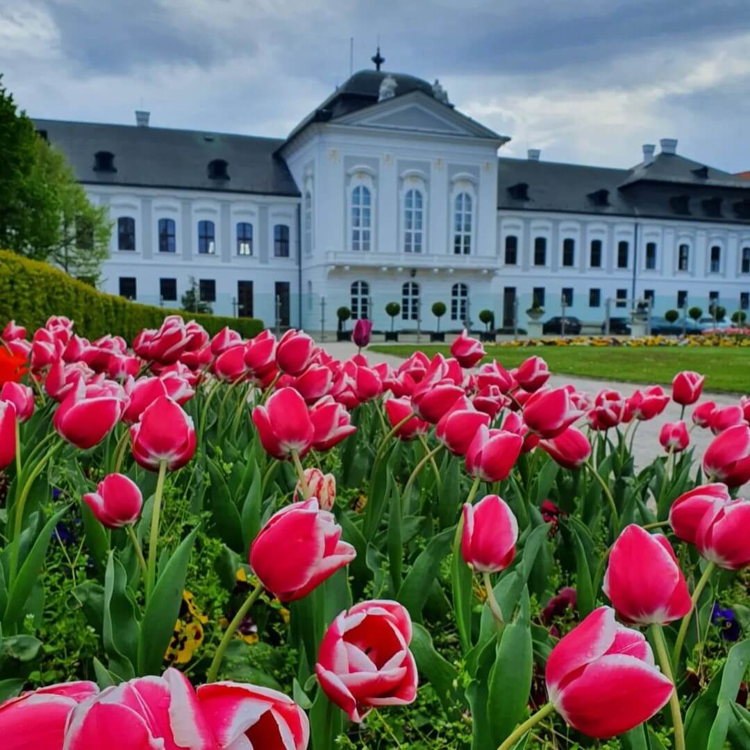 Colorful tulip garden in full bloom in front of Grassalkovich Palace in Bratislava, with the historic building standing in the background under a cloudy sky.