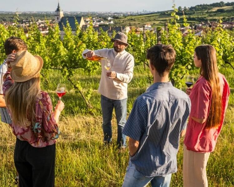 Guide pouring wine for a group of visitors during an outdoor wine tasting in the Small Carpathian vineyards near Bratislava, Slovakia