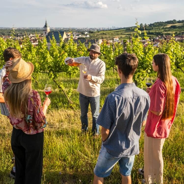 Guide pouring wine for a group of visitors during an outdoor wine tasting in the Small Carpathian vineyards near Bratislava, Slovakia