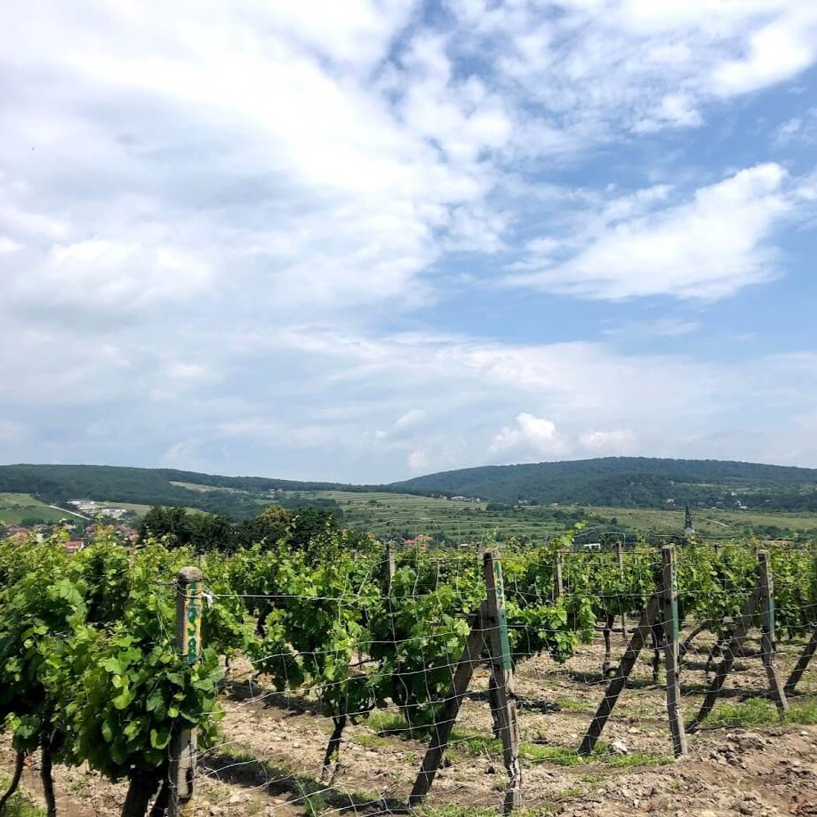 Vineyards along the Small Carpathian Wine Route near Bratislava, a popular destination for private day trips and transfer services.